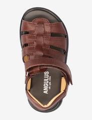 ANGULUS - Sandals - flat - open toe - op - remmisandaalit - 1547 dark brown - 3