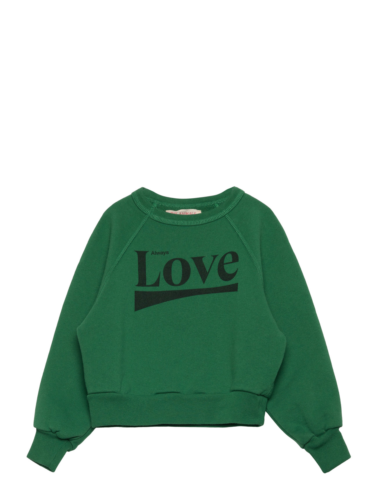 THE ANIMALS OBSERVATORY Shark Kid Sweatshirt Grün Grün - 3 Y - Kinder