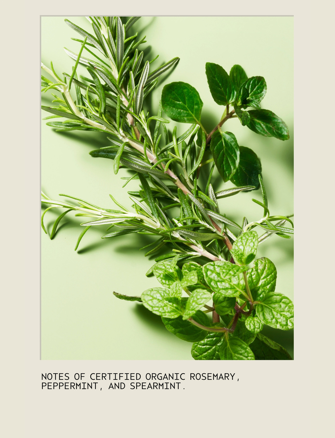 Aveda Rosemary Mint Shampoo, 1000 ml, Nude, Pleje > Shampoo, Dame