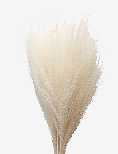 Dried Flowers Feather Pampas - getrocknete blumen - white