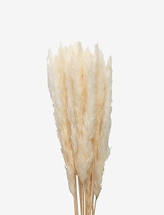 Dried  Flowers Pampas Ginger - fake flowers - white