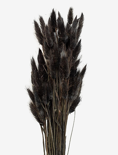 Dried  Flowers Lagurus Ash