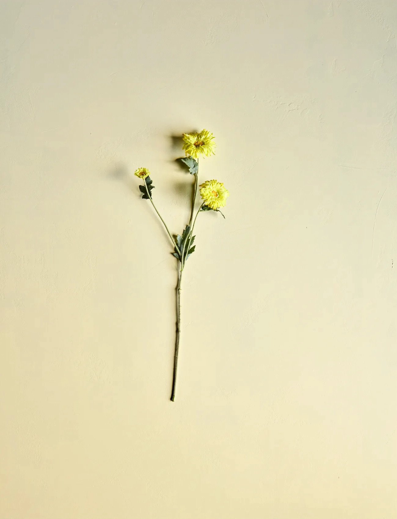 house doctor Artificial Flower, Hdgerbera, Yellow, One Size, Yellow, Decoration > Dried & Fake Flowers, Unisex
