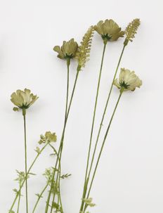 Wild Flower - mākslīgie ziedi - beige
