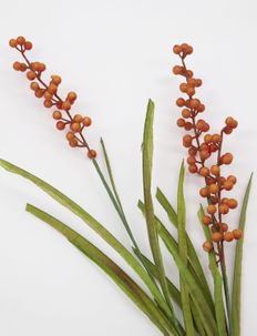 Buckthorn Flower - suszone kwiaty - orange