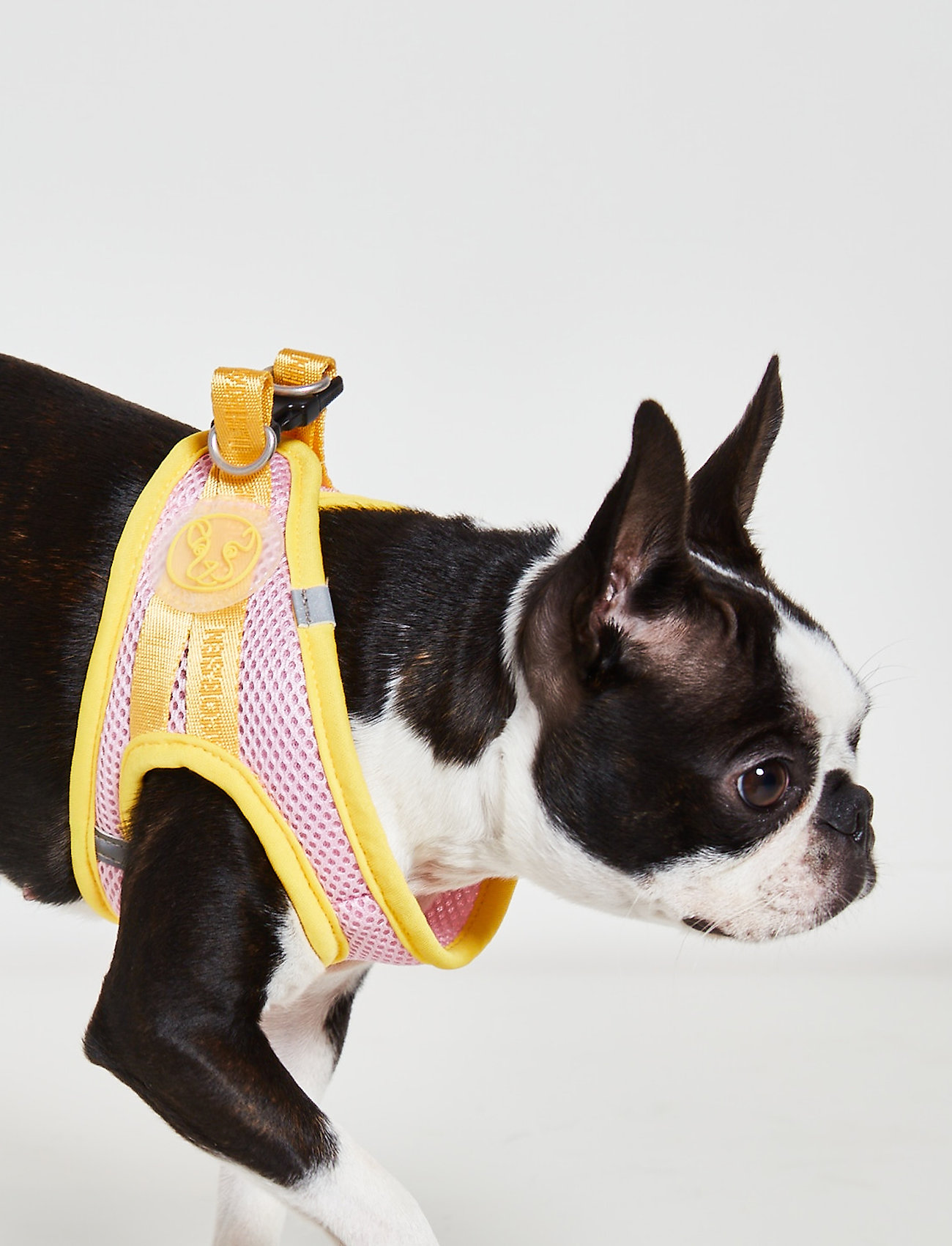 dog harness wilko