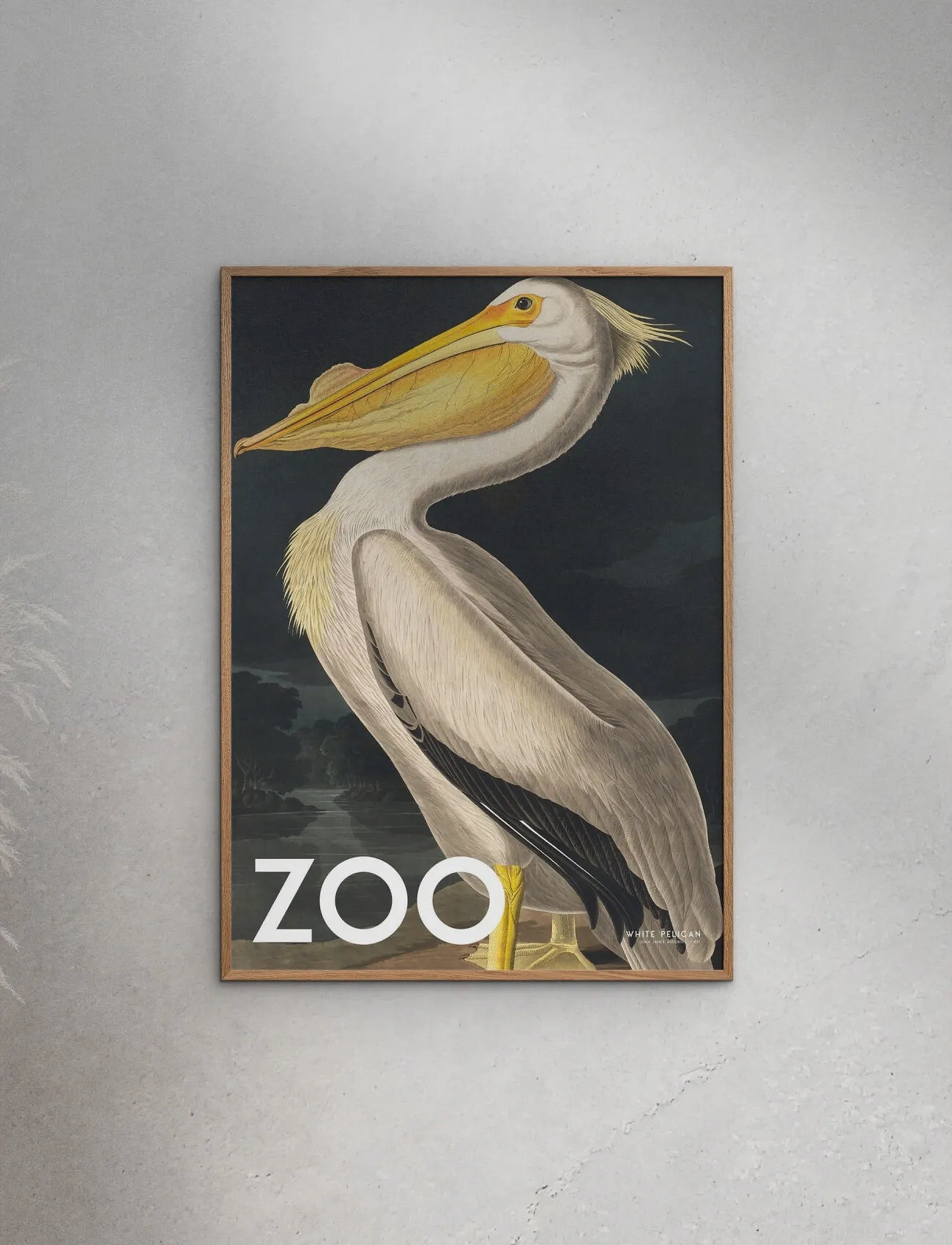Poster & Frame A.p. Atelier - The Zoo Collection — White Pelican — Edt. 002, 70X100 cm, Multi/patterned, Plakater > Dyr, Unisex