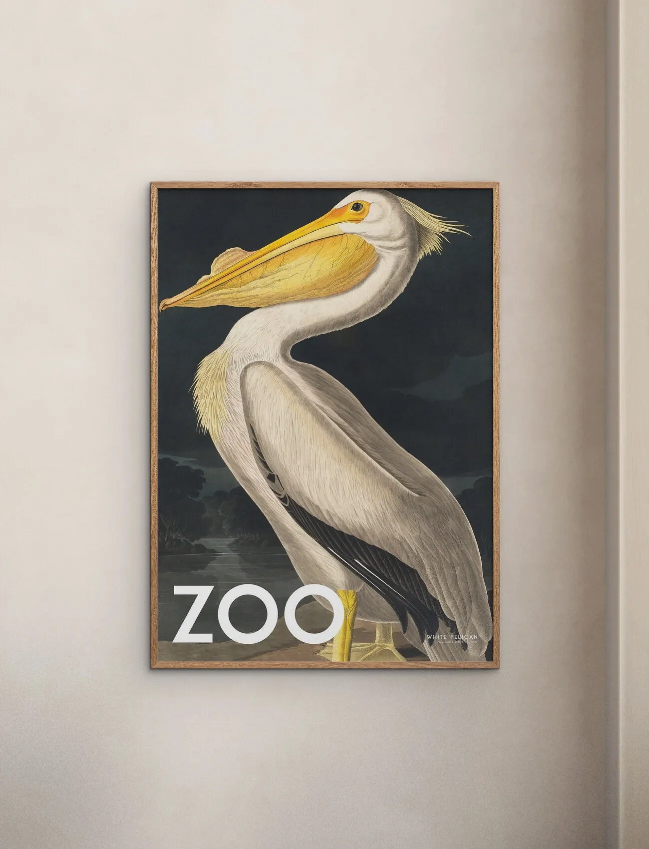 Poster & Frame A.p. Atelier - The Zoo Collection — White Pelican — Edt. 002, 50X70 cm, Multi/patterned, Plakater > Dyr, Unisex