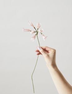 PAPER FLOWER, AFRICAN LILY - tekokukat - rose