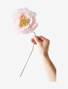 PAPER FLOWER, ICE POPPY - suszone kwiaty - rose